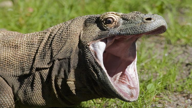 Un dragón de komodo, el nuevo PogChamp de Twitch
